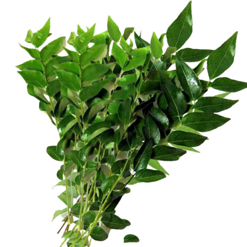 Organic green Herb Kadi Patta Curry Leaf